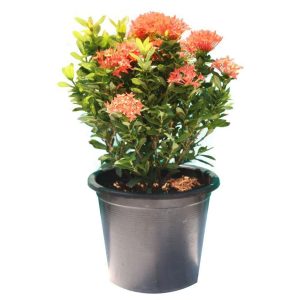 IXORA COCCINEA