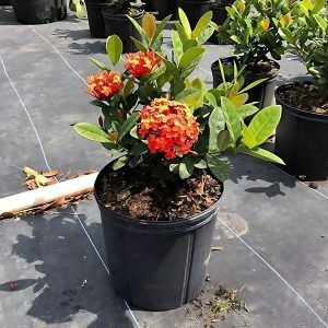 IXORA HYBRIDA