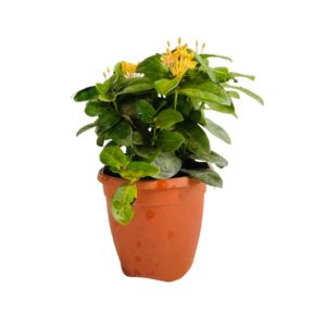 IXORA LUTEA