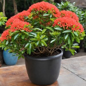 IXORA MACROTHYRSA