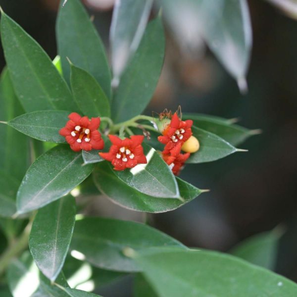 JACQUINIA RUSCIFOLIA - Image 3