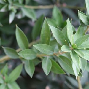 JACQUINIA RUSCIFOLIA