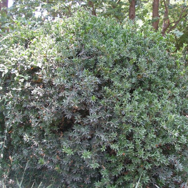 JACQUINIA RUSCIFOLIA - Image 5
