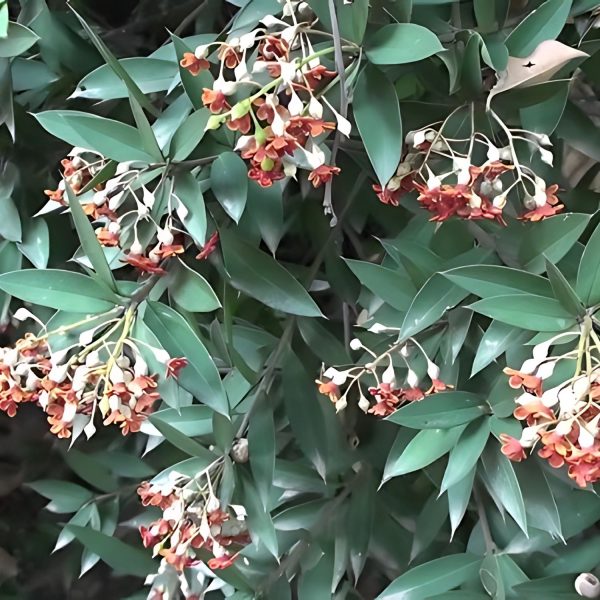 JACQUINIA RUSCIFOLIA - Image 4
