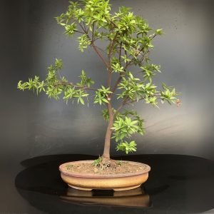 JACQUINIA RUSCIFOLIA