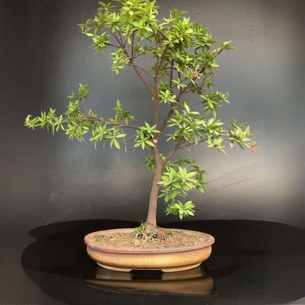 JACQUINIA RUSCIFOLIA