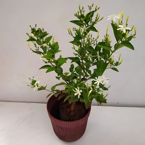 JASMINUM AURICULATUM