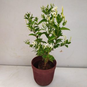 JASMINUM AURICULATUM