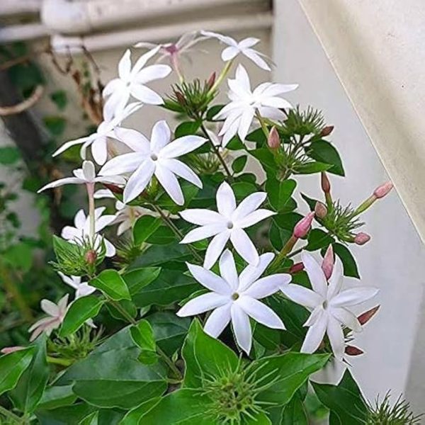 JASMINUM AURICULATUM - Image 3