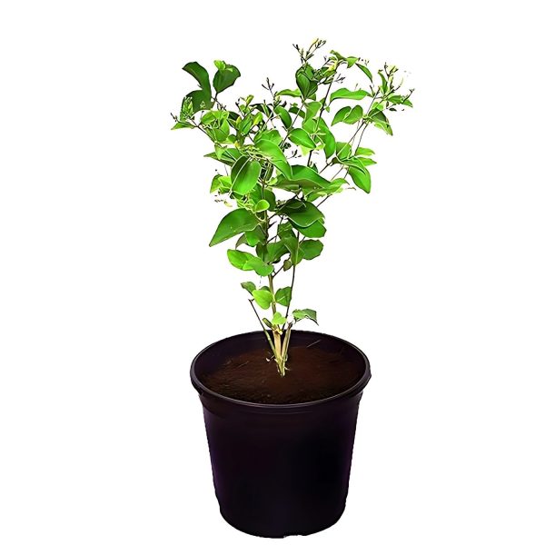 JASMINUM AURICULATUM - Image 4