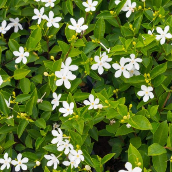 JASMINUM AURICULATUM - Image 5