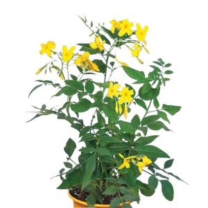 JASMINUM HUMILE