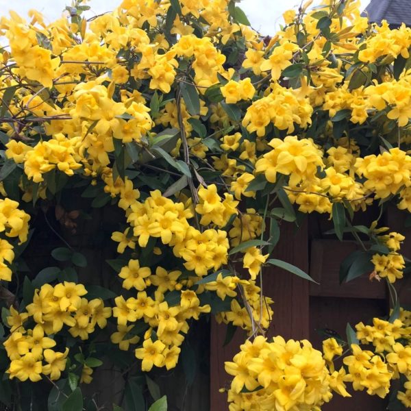 JASMINUM HUMILE - Image 3