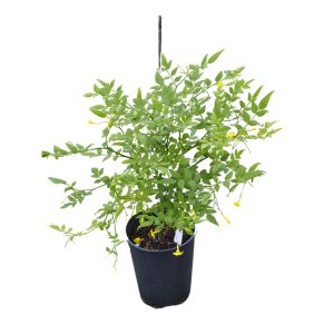 JASMINUM HUMILE