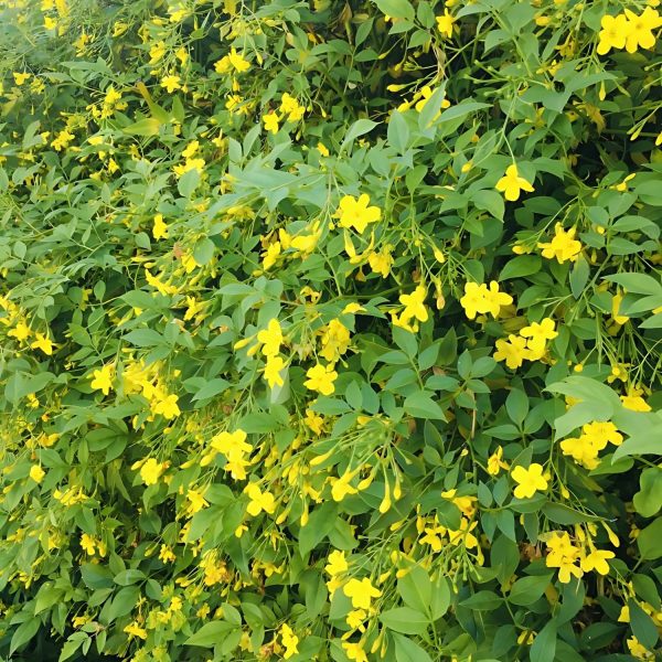 JASMINUM HUMILE - Image 4