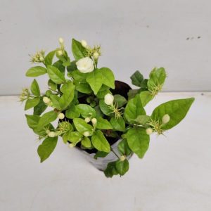 JASMINUM SAMBAC JAPANESE RAI