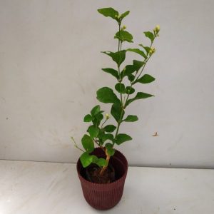 JASMINUM SAMBAC JAPANESE RAI