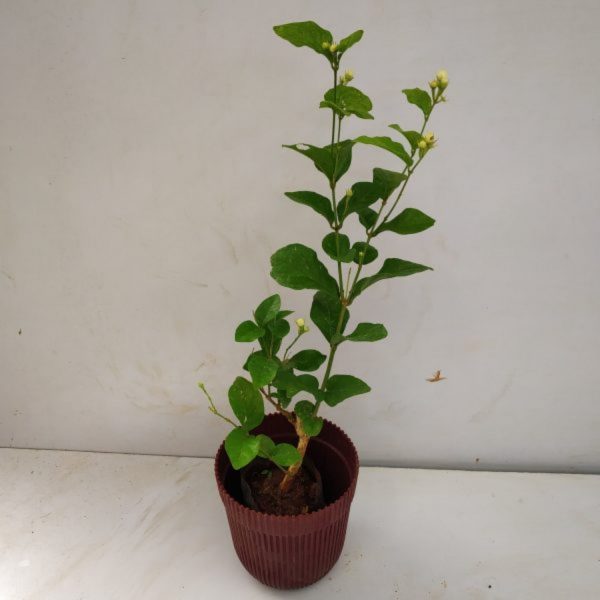 JASMINUM SAMBAC JAPANESE RAI