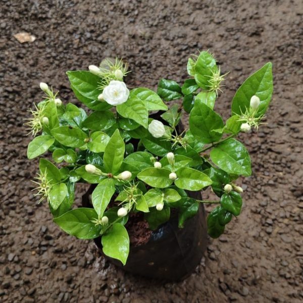JASMINUM SAMBAC JAPANESE RAI - Image 3