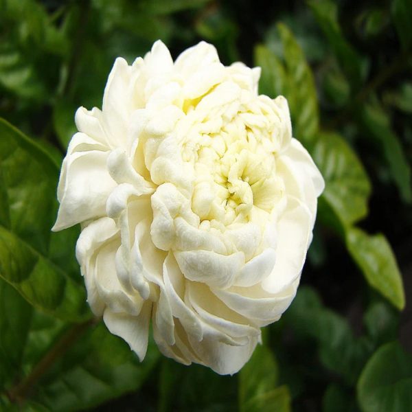 JASMINUM SAMBAC JAPANESE RAI - Image 4