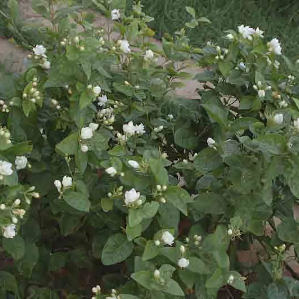 JASMINUM SAMBAC JAPANESE RAI - Image 5
