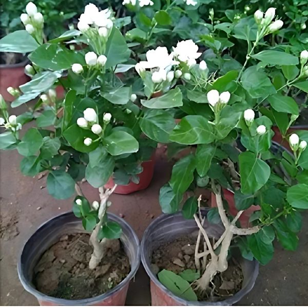 JASMINUM SAMBAC MOTIA - Image 4