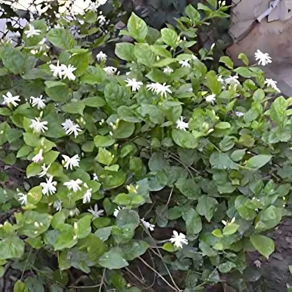 JASMINUM SAMBAC MOTIA - Image 3