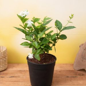 JASMINUM SAMBAC MOTIA