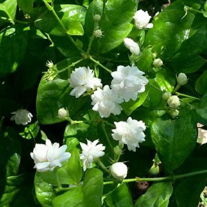 JASMINUM SAMBAC MOTIA