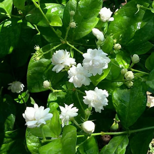 JASMINUM SAMBAC MOTIA - Image 2