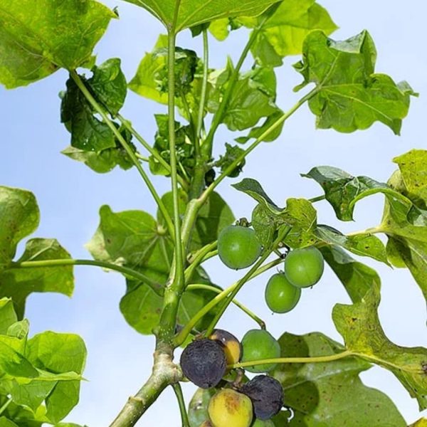 JATROPHA CURCAS - Image 4