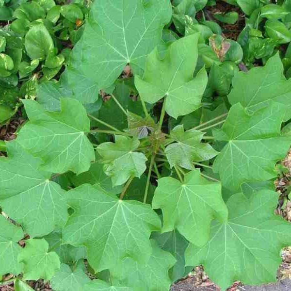 JATROPHA CURCAS - Image 3
