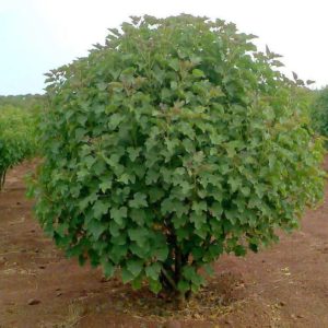 JATROPHA CURCAS