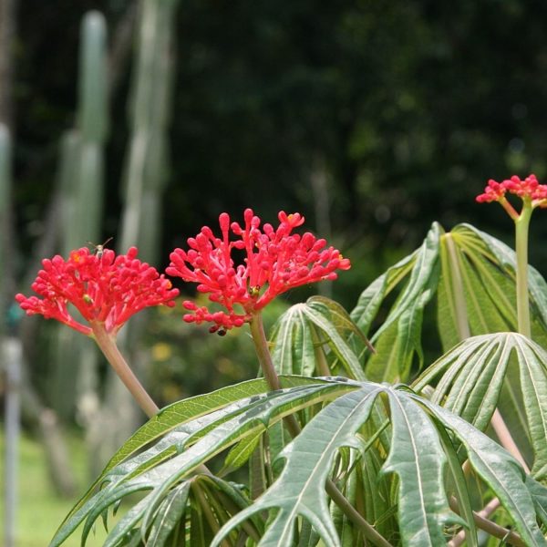 JATROPHA MULTIFIDA - Image 3