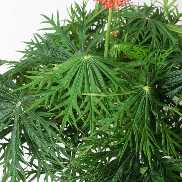 JATROPHA MULTIFIDA - Image 2