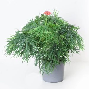 JATROPHA MULTIFIDA
