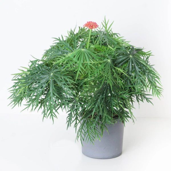 JATROPHA MULTIFIDA