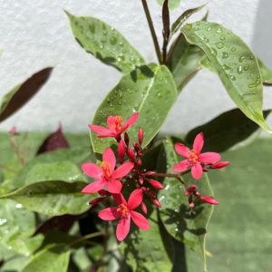 JATROPHA PANDURAEFOLIA