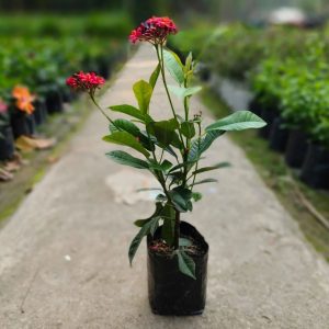 JATROPHA PANDURAEFOLIA