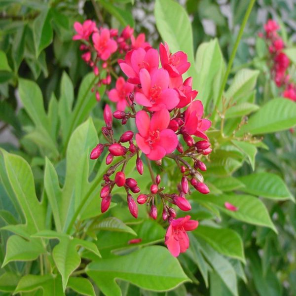 JATROPHA PANDURAEFOLIA - Image 3