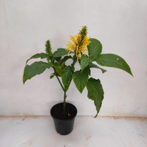 JUSTICIA AUREA
