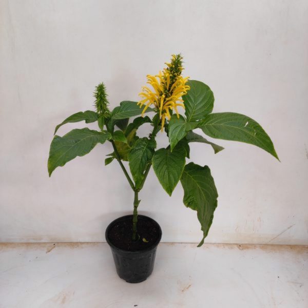 JUSTICIA AUREA