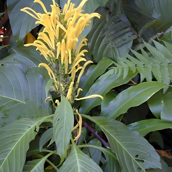 JUSTICIA AUREA - Image 3
