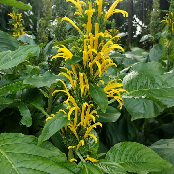 JUSTICIA AUREA - Image 4