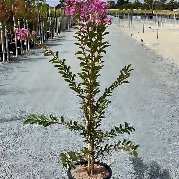 LAGERSTROEMIA INDICA CANDIDA - Image 4