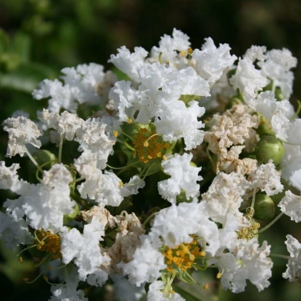 LAGERSTROEMIA INDICA CANDIDA - Image 3