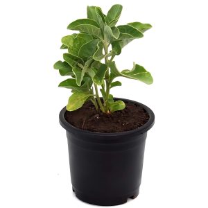 LAGERSTROEMIA INDICA CANDIDA