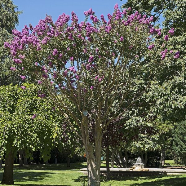 LAGERSTROEMIA INDICA ROSEA - Image 6