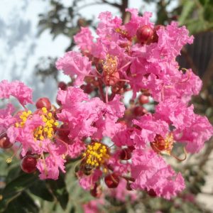 LAGERSTROEMIA INDICA ROSEA
