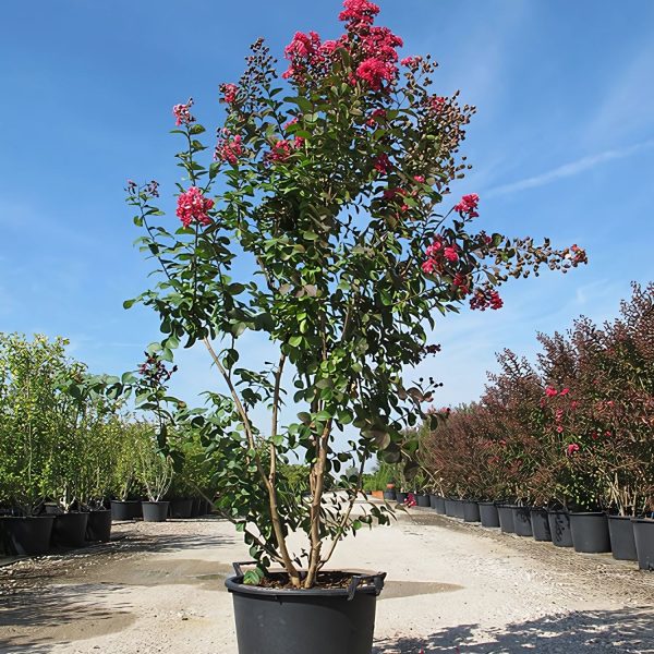 LAGERSTROEMIA INDICA ROSEA - Image 4